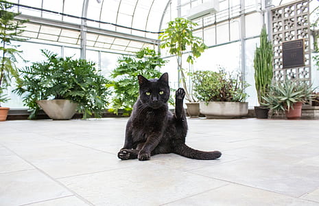 short-coated black cat seating on tile near plants thumbnail