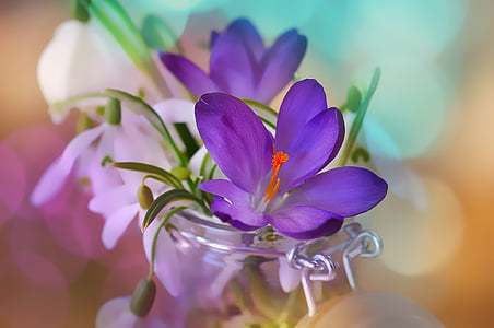 purple crocus flower and white spring snowflake flowers in clear glass canister thumbnail