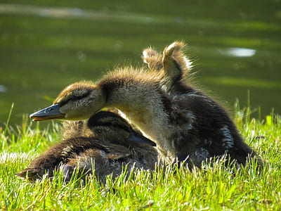 yellow and black duckling on grass during daytime shallow focus photography thumbnail