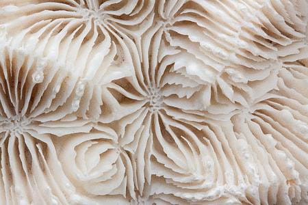 macro photography of white petaled flower thumbnail