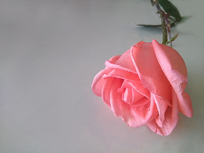 pink Rose flower on tabletop thumbnail