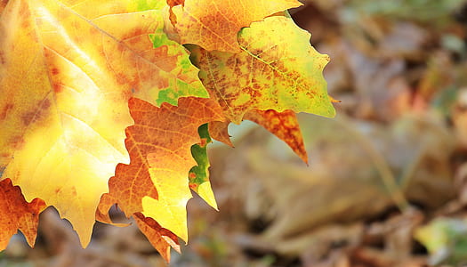 shallow focus photography of brown maple leaf thumbnail
