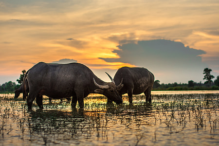 two black water buffalos standing on body of water during golden hour thumbnail