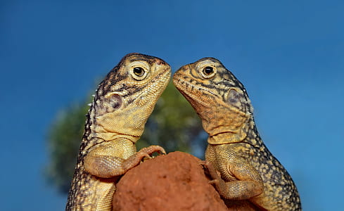 two brown-and-black lizard on brown stone under blue sky at daytime thumbnail