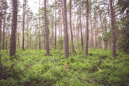photo of tall green leafed trees thumbnail