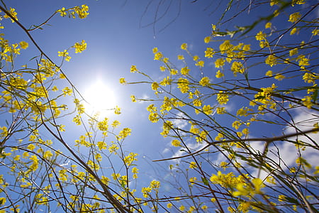 low angle photo of yellow flowers and sun bright light thumbnail
