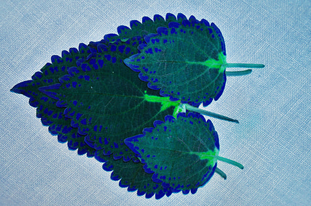 brown-and-green leaves on blue clotch thumbnail