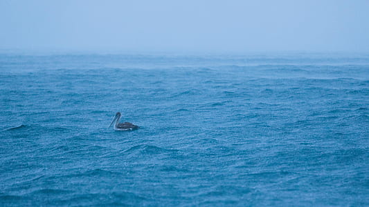 gray duck on body of water thumbnail