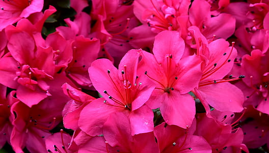 pink petaled flowers thumbnail