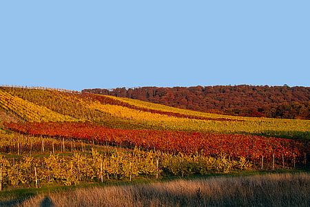 red and yellow flower field under blue sky thumbnail