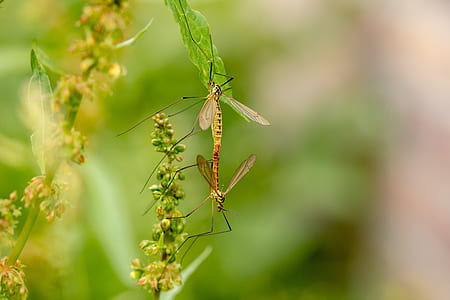 close-up photography of two grasshoppers thumbnail