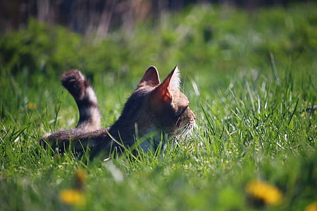 grey tabby cat resting on grass thumbnail