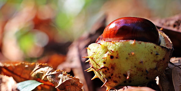 selective focus photography of fruit on dried leaves thumbnail