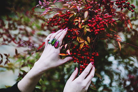 person holding red fruits thumbnail