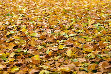dried leaves on ground thumbnail