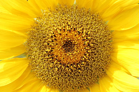 yellow sunflower thumbnail