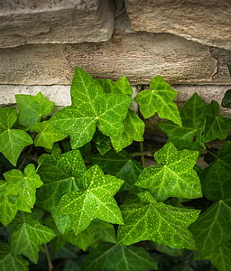 green leaf plant thumbnail