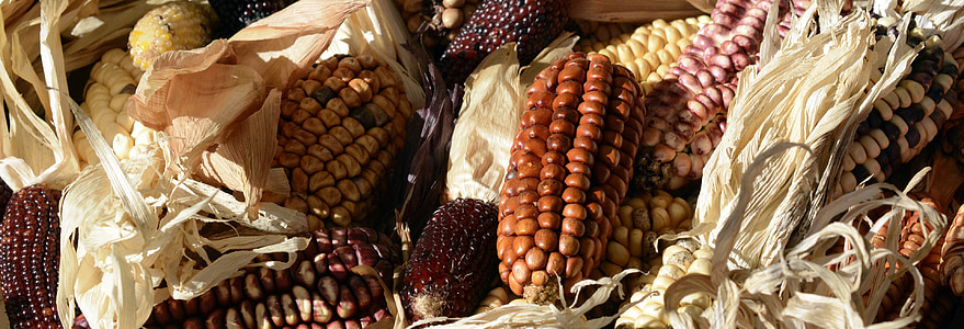 assorted corn thumbnail