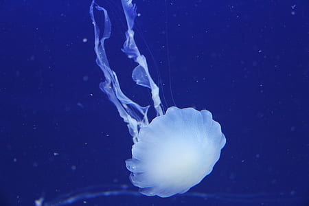 white cell on blue background thumbnail