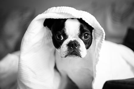 grayscale photography of dog thumbnail