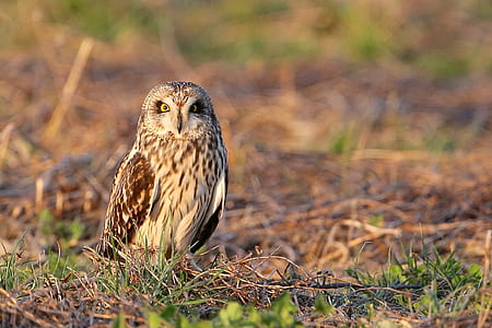 brown and white barn owl on ground during daytime thumbnail