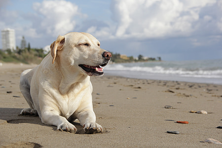 adult yellow Labrador retriever prone lying on seashore at daytime thumbnail