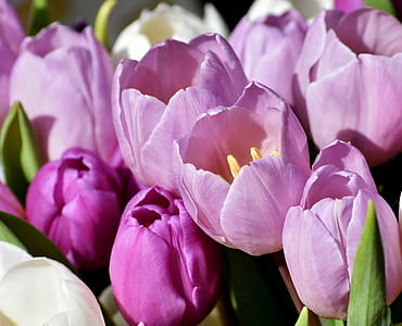 close-up of purple tulips in bloom thumbnail