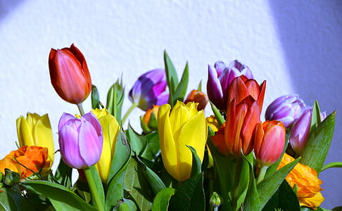 bunch of assorted-color tulip flowers thumbnail