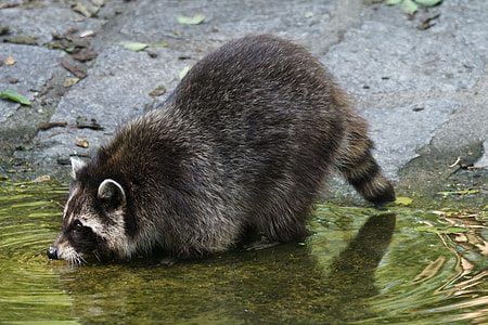 raccoon on body of water near concrete surface thumbnail