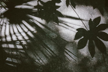 White, Black, and Gray Floral Textile thumbnail