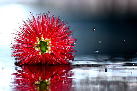 red flower on water thumbnail