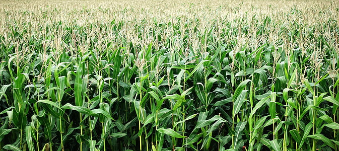 green corn plants thumbnail