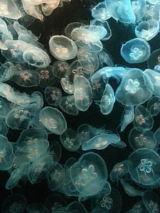 shoal of jellyfish thumbnail