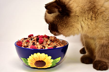 brown cat standing near food bowl thumbnail