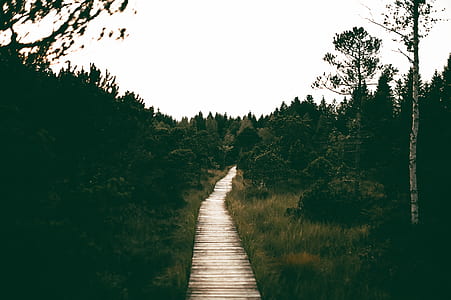 landscape, nature, sky, forest thumbnail