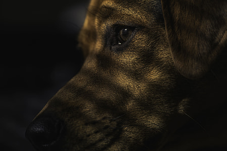 adult yellow Labrador retriever thumbnail