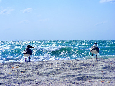 two black birds on white beach sand thumbnail