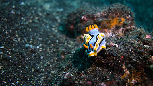 selective focus photography of blue and orange toy thumbnail