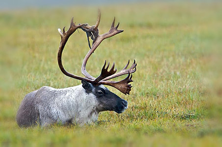 moose prone lying on grassland thumbnail