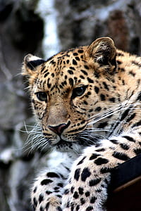 closeup photo of leopard thumbnail