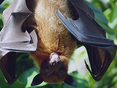 photo of brown and black bat thumbnail