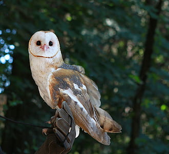 shallow focus photography of white and brown bird thumbnail