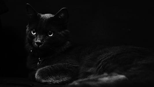 black cat thumbnail