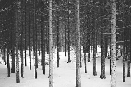 photography of forest thumbnail