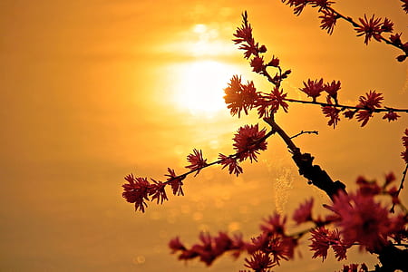 shallow focus photography of pink flowers during sunset thumbnail
