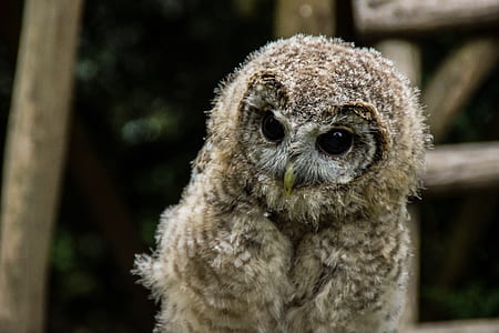 closeup photo of brown owl thumbnail