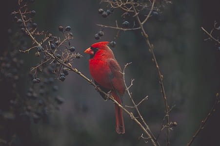 selective focus of perching North Cardinal bird thumbnail