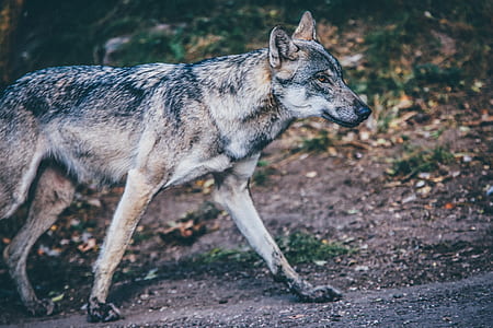 selective focus photography of gray wolf on road thumbnail