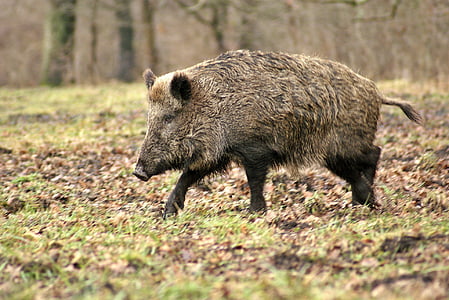 wild boar on the grass field thumbnail