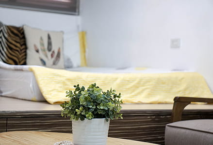 green ovate leaf plant table centerpiece thumbnail